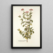 Eupatorium syriacum - Nikolaus Joseph Freiherr von Jacquin — oprawiony obraz na ścianie