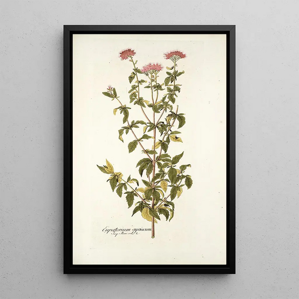 Nikolaus Joseph Freiherr von Jacquin - Eupatorium syriacum.webp