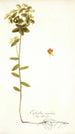 Euphorbia angulata - Nikolaus Joseph Freiherr von Jacquin — widok dzieła