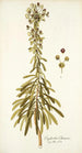 Euphorbia characias - Nikolaus Joseph Freiherr von Jacquin — widok dzieła