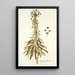 Euphorbia characias - Nikolaus Joseph Freiherr von Jacquin — oprawiony obraz na ścianie