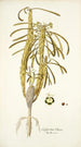 Euphorbia clava - Nikolaus Joseph Freiherr von Jacquin — widok dzieła