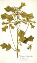 Euphorbia cyathophora - Nikolaus Joseph Freiherr von Jacquin — widok dzieła