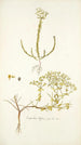 Euphorbia diffusa - Nikolaus Joseph Freiherr von Jacquin — widok dzieła