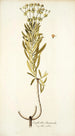 Euphorbia divaricata - Nikolaus Joseph Freiherr von Jacquin — widok dzieła