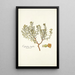 Euphorbia linifolia - Nikolaus Joseph Freiherr von Jacquin — oprawiony obraz na ścianie