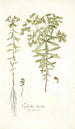 Euphorbia literata - Nikolaus Joseph Freiherr von Jacquin — widok dzieła