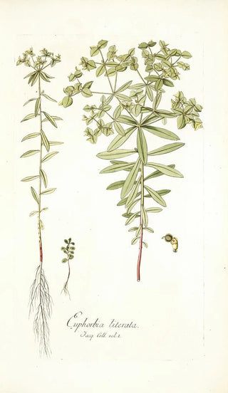 Nikolaus Joseph Freiherr von Jacquin - Euphorbia literata.webp