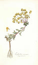 Euphorbia nicaeensis - Nikolaus Joseph Freiherr von Jacquin — widok dzieła