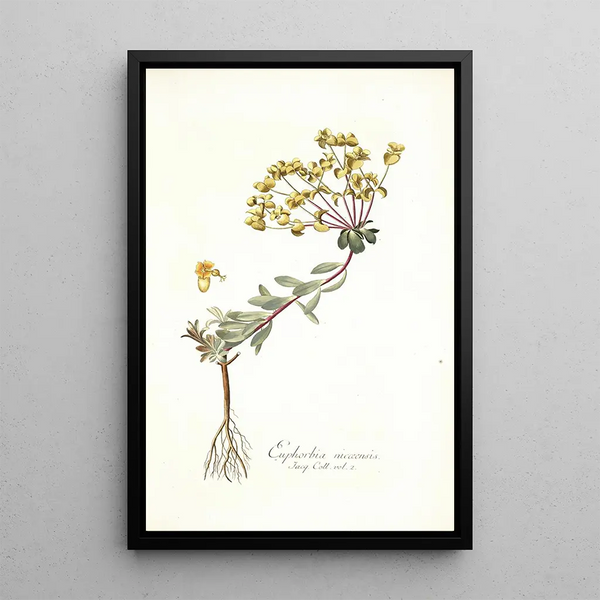 Nikolaus Joseph Freiherr von Jacquin - Euphorbia nicaeensis.webp