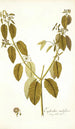Euphorbia nudiflora - Nikolaus Joseph Freiherr von Jacquin — widok dzieła