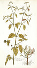 Euphorbia picta - Nikolaus Joseph Freiherr von Jacquin — widok dzieła
