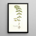 Euphorbia pilulifera - Nikolaus Joseph Freiherr von Jacquin — oprawiony obraz na ścianie