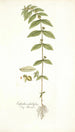 Euphorbia pilulifera - Nikolaus Joseph Freiherr von Jacquin — widok dzieła