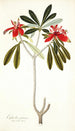 Euphorbia punicea - Nikolaus Joseph Freiherr von Jacquin — widok dzieła