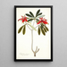 Euphorbia punicea - Nikolaus Joseph Freiherr von Jacquin — oprawiony obraz na ścianie