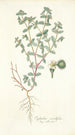 Euphorbia scordifolia - Nikolaus Joseph Freiherr von Jacquin — widok dzieła