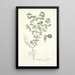 Euphorbia scordifolia - Nikolaus Joseph Freiherr von Jacquin — oprawiony obraz na ścianie