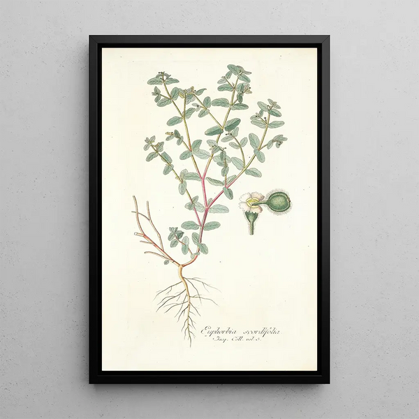 Nikolaus Joseph Freiherr von Jacquin - Euphorbia scordifolia.webp