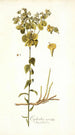 Euphorbia serrata - Nikolaus Joseph Freiherr von Jacquin — widok dzieła