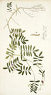 Galega cinerea - Nikolaus Joseph Freiherr von Jacquin — widok dzieła