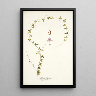 Nikolaus Joseph Freiherr von Jacquin - Galega filiformis.webp