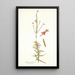 Gaura fruticosa - Nikolaus Joseph Freiherr von Jacquin — oprawiony obraz na ścianie