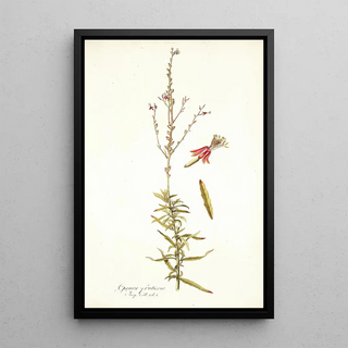 Nikolaus Joseph Freiherr von Jacquin - Gaura fruticosa.webp