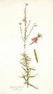 Gaura fruticosa - Nikolaus Joseph Freiherr von Jacquin — widok dzieła