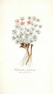 Geranium argenteum - Nikolaus Joseph Freiherr von Jacquin — widok dzieła
