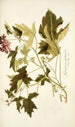 Geranium glutinosum - Nikolaus Joseph Freiherr von Jacquin — widok dzieła