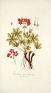 Geranium macrorrhizum - Nikolaus Joseph Freiherr von Jacquin — widok dzieła