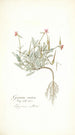 Geranium ovatum - Nikolaus Joseph Freiherr von Jacquin — widok dzieła