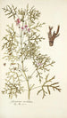Geranium revolutum - Nikolaus Joseph Freiherr von Jacquin — widok dzieła