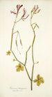 Geranium tetragonum - Nikolaus Joseph Freiherr von Jacquin — widok dzieła