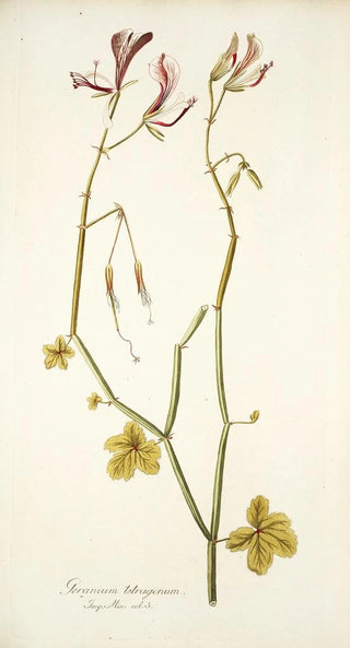 Nikolaus Joseph Freiherr von Jacquin - Geranium tetragonum.webp