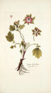 Geum hybridum - Nikolaus Joseph Freiherr von Jacquin — widok dzieła