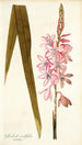 Gladioli iridifolii - Nikolaus Joseph Freiherr von Jacquin — widok dzieła