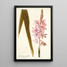 Gladioli iridifolii - Nikolaus Joseph Freiherr von Jacquin — oprawiony obraz na ścianie