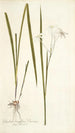Gladioli longiflori varietas - Nikolaus Joseph Freiherr von Jacquin — widok dzieła