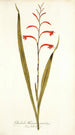 Gladioli meriani varietas - Nikolaus Joseph Freiherr von Jacquin — widok dzieła