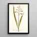 Gladioli meriani varietas - Nikolaus Joseph Freiherr von Jacquin — oprawiony obraz na ścianie