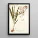 Gladioli tubati varietas - Nikolaus Joseph Freiherr von Jacquin — oprawiony obraz na ścianie