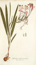 Gladioli tubati varietas - Nikolaus Joseph Freiherr von Jacquin — widok dzieła