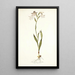 Gladiolus albidus - Nikolaus Joseph Freiherr von Jacquin — oprawiony obraz na ścianie