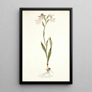 Nikolaus Joseph Freiherr von Jacquin - Gladiolus albidus.webp