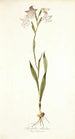 Gladiolus albidus - Nikolaus Joseph Freiherr von Jacquin — widok dzieła