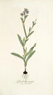 Gladiolus anceps - Nikolaus Joseph Freiherr von Jacquin — widok dzieła