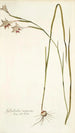 Gladiolus angustus - Nikolaus Joseph Freiherr von Jacquin — widok dzieła