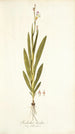 Gladiolus bicolor - Nikolaus Joseph Freiherr von Jacquin — widok dzieła